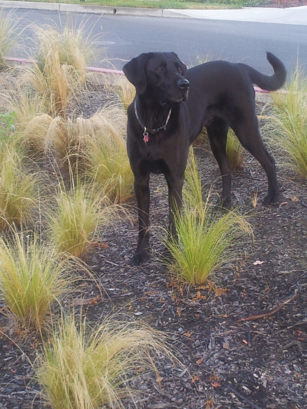 Pic of the Litter: Buddy